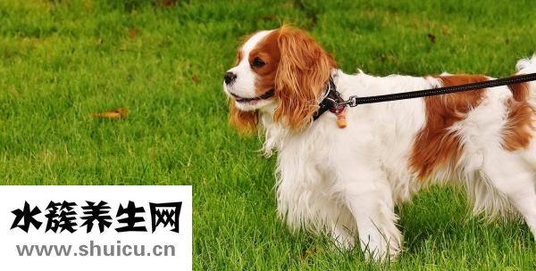 狗狗皮下出血怎么办