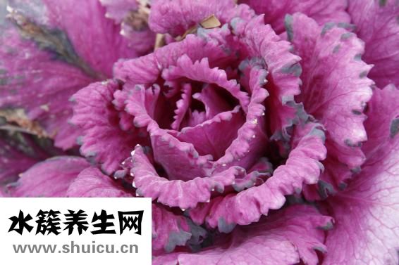 微波炉怎么做肠粉