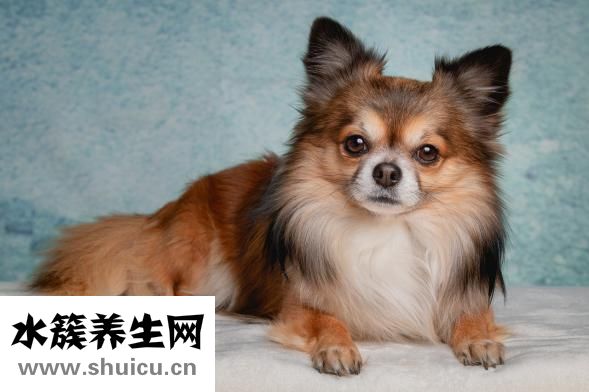 泰迪癣菌怎么办