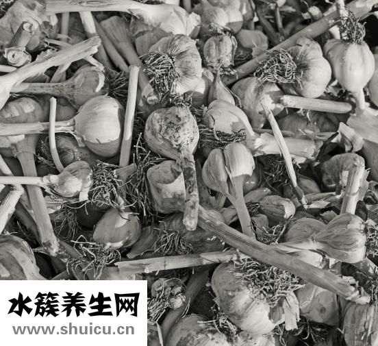 孔雀鱼下崽了怎么办