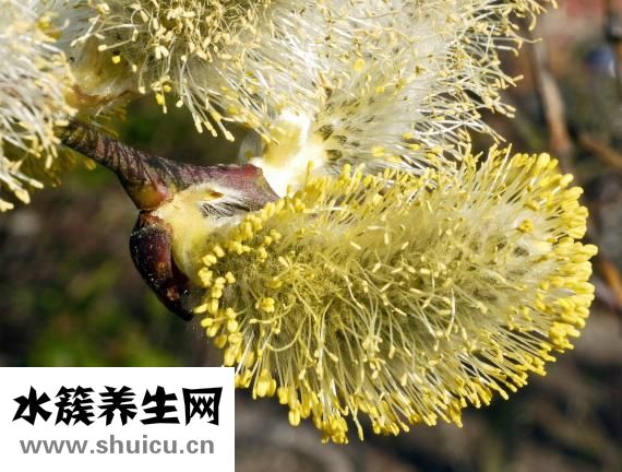 地瓜很小怎么办