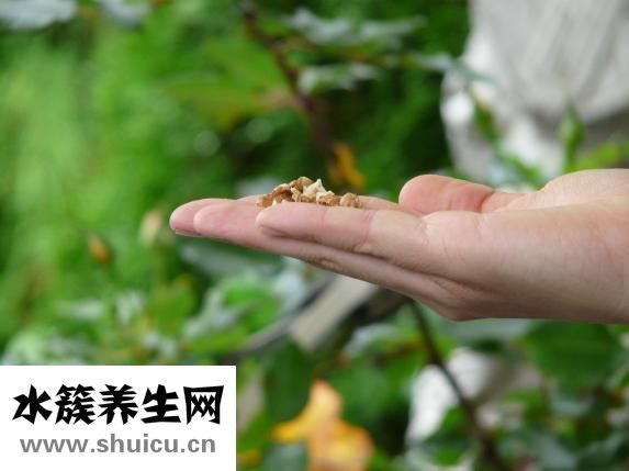 圆佛珠怎么种