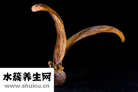 用钱怎么折菠萝