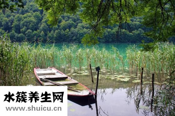 绿九冠水草怎么繁殖
