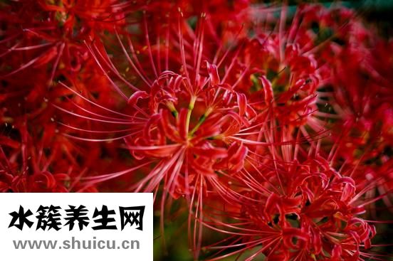 石蒜花怎么种