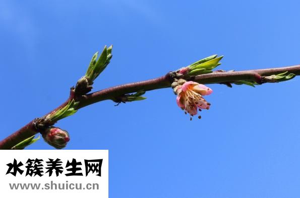 果树里面烂了怎么办