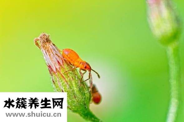 家里蚂蚁怎么办