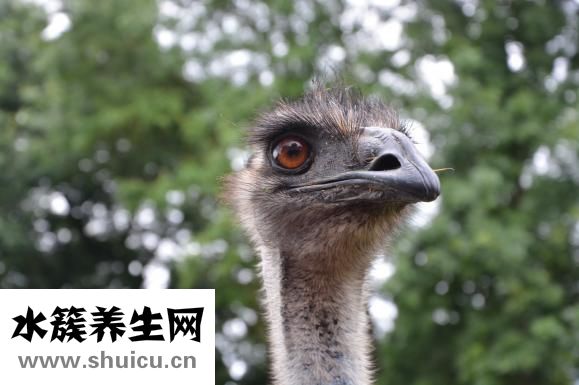 眼睛有白点怎么回事