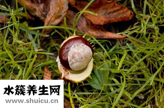 生板栗怎么挑