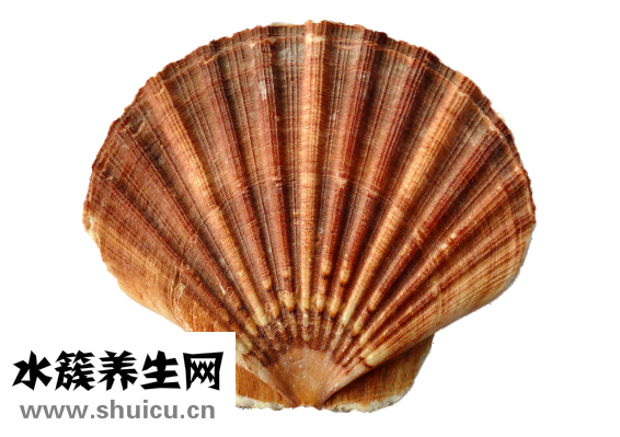海螺吃了甲藻怎么办