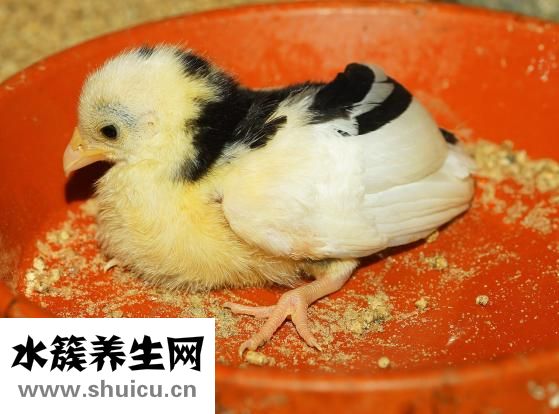 孩子小鸡痒怎么办