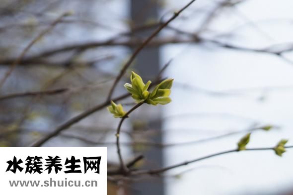 猪鼻孔草怎么凉拌