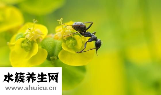 家里蚂蚁怎么办