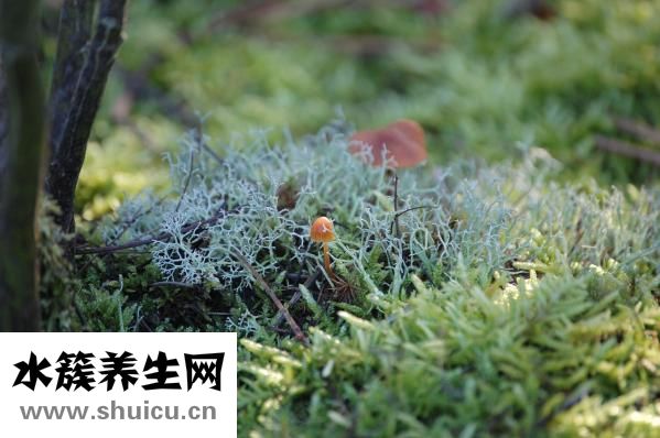猪鼻孔草怎么凉拌