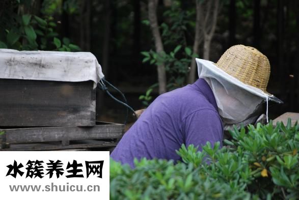 枣花蜜怎么吃