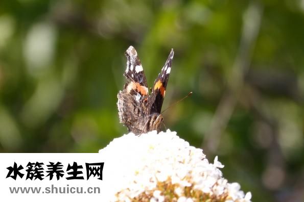 枣花蜜怎么吃