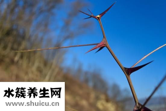 漆皮怎么染色