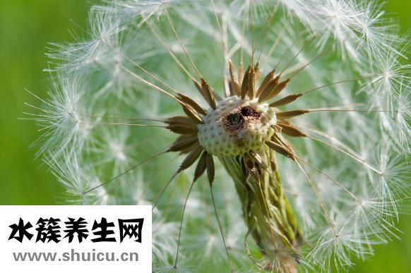 头皮孢子菌怎么治