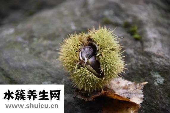生板栗怎么挑