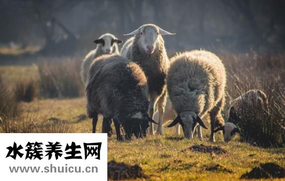 手心怎么看