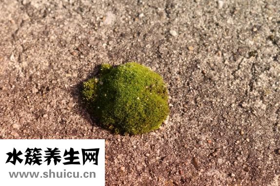 楼板裂缝了怎么办
