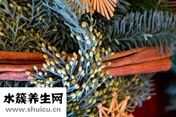 柏树的拼音怎么写