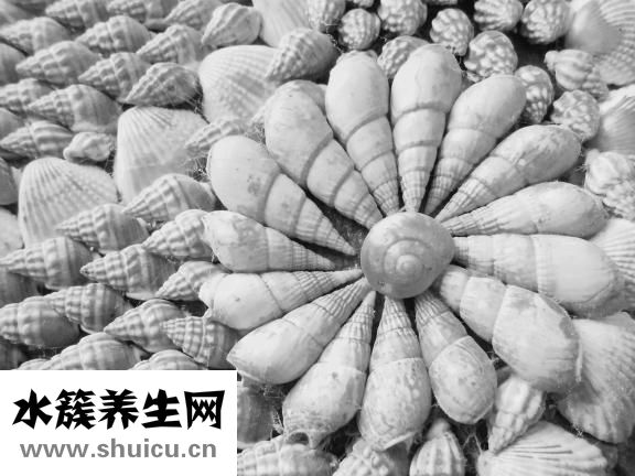 海螺吃了甲藻怎么办