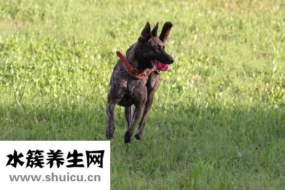 狗狗乱踩屎怎么办