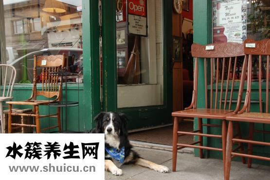 怎么装修宠物店