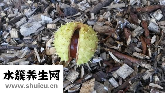 生板栗怎么挑