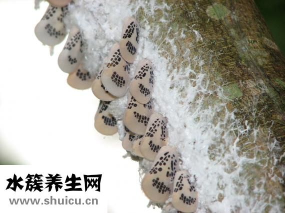 怎么确实是海关货