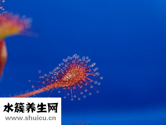 母獒不凶怎么办