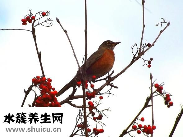 狗淌黄浓鼻怎么回事