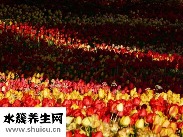 草金鱼发黑怎么办