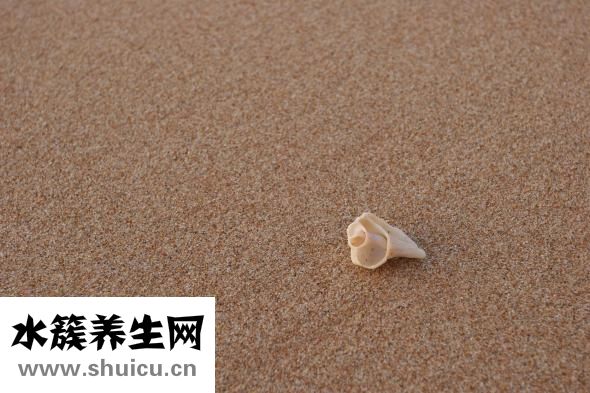海螺吃了甲藻怎么办