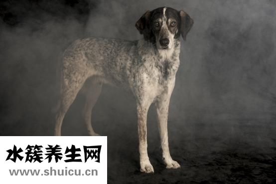 怎么给狗狗喂水