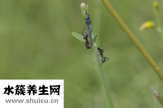被黄蚂蚁咬了怎么办