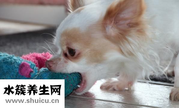 狗狗乱踩屎怎么办