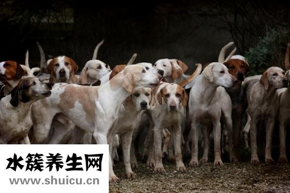 肌肉怎么练有型
