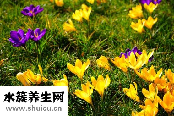 藏红花怎么喝