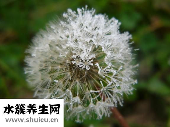 苦参凝胶效果怎么用
