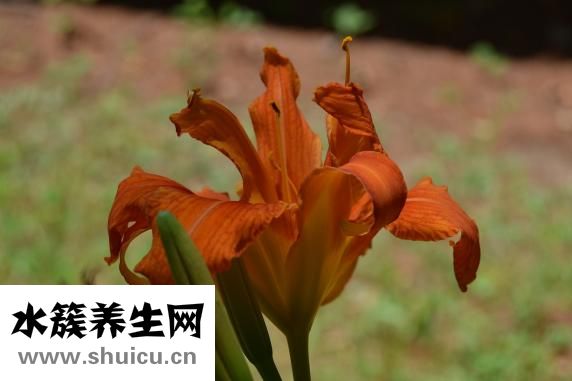 毛豆芋艿怎么烧
