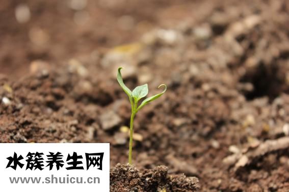 爱染锦怎么繁殖