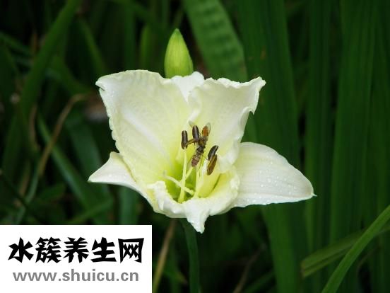 毛豆芋艿怎么烧