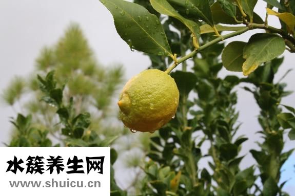 英国炸鱼怎么做