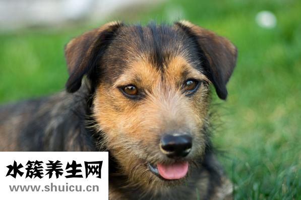 狗狗耳杂感染怎么办