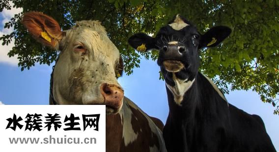 怎么用牛肉陷做肉饼
