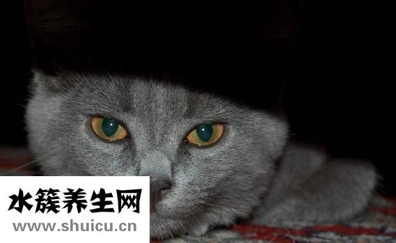 白狗毛发黄怎么洗白