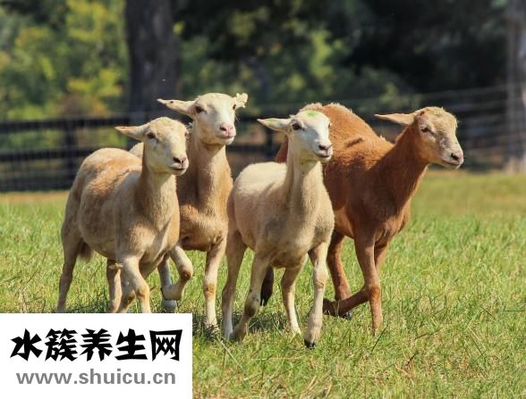 三特迷信羊毛是真羊羔羊身上毛发？