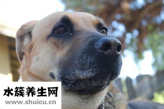 猪生病了不吃怎么办
